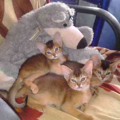 Abyssinian kittens Weissenburg in Bayern