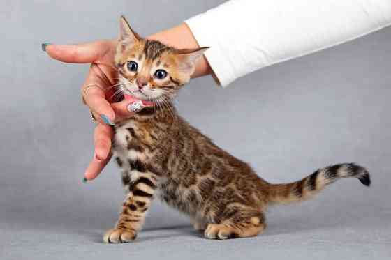 Bengal kittens Вайсенбург-ин-Байерн