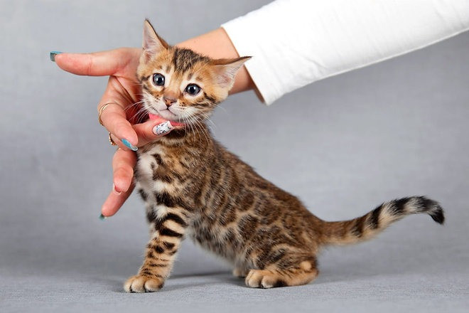 Bengal kittens Вайсенбург-ин-Байерн - изображение 1