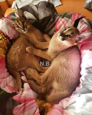 Caracal kittens Вайсенбург-ин-Байерн - изображение 1