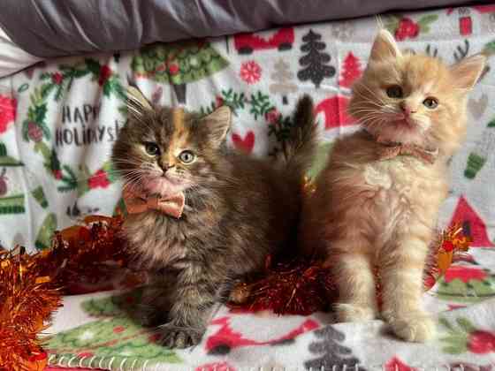 Maine coon kittens Weißenburg in Bayern