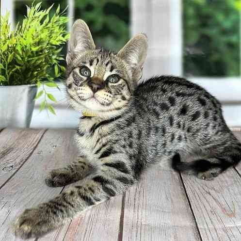 Savannah kittens Weißenburg in Bayern