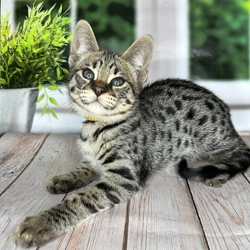 Savannah kittens Weissenburg in Bayern - photo 1