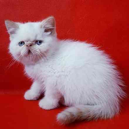 Exotic Shorthair kittens Weissenburg in Bayern