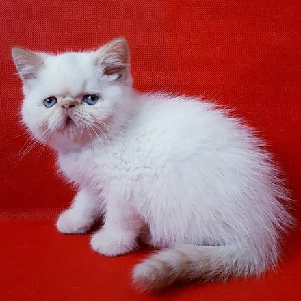 Exotic Shorthair kittens Weissenburg in Bayern - photo 1