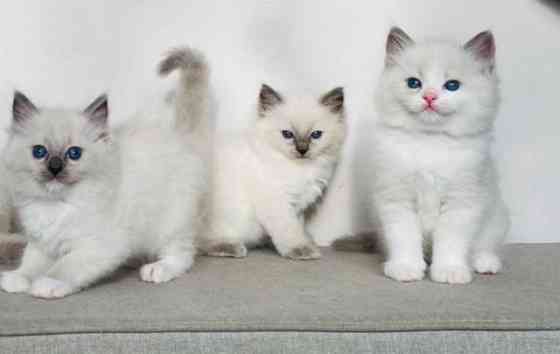 Ragdoll kittens Берлін