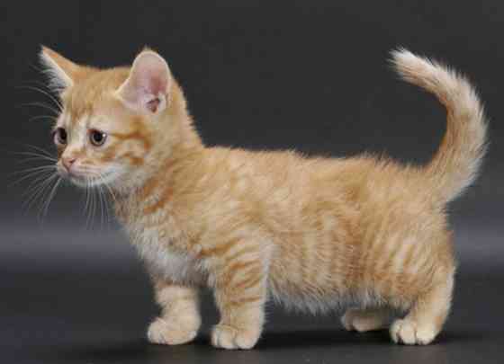 Munchkin kittens Вайсенбург-ін-Байєрн