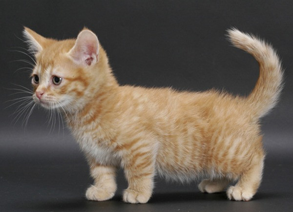 Munchkin kittens Вайсенбург-ін-Байєрн - изображение 1