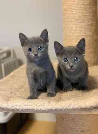 Russian Blue kittens Weißenburg in Bayern