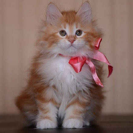 American Bobtail kittens Weissenburg in Bayern - photo 1