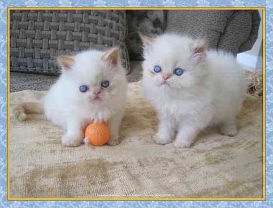 Himalayan kittens Вайсенбург-ін-Байєрн