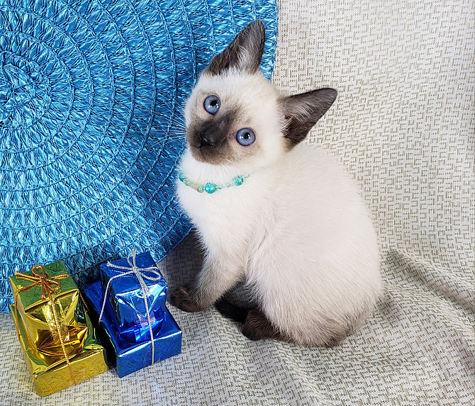 Siamese kittens Weissenburg in Bayern - photo 1