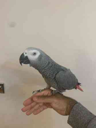 African Grey Parrots Weißenburg in Bayern