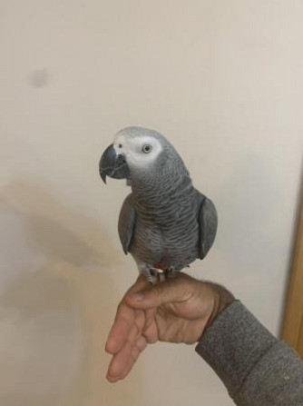 African Grey Parrots Weissenburg in Bayern - photo 1