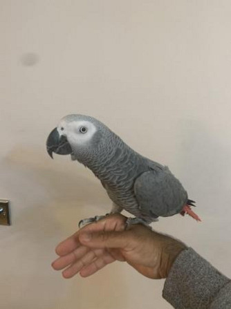 African Grey Parrots Weissenburg in Bayern - photo 2