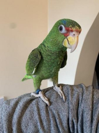 Amazon Parrots Вайсенбург-ин-Байерн - изображение 1