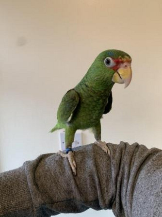 Amazon Parrots Вайсенбург-ин-Байерн - изображение 2