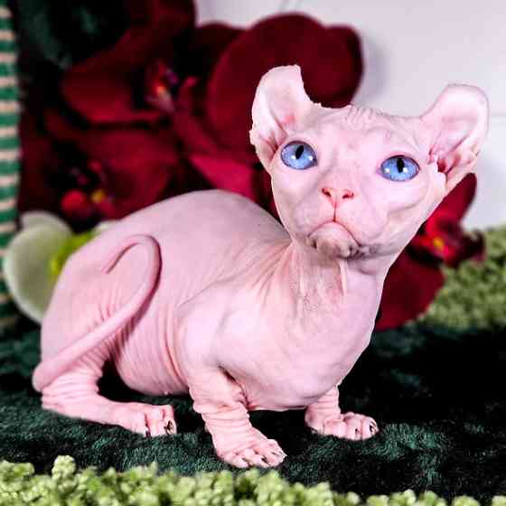 Sphynx kittens Берлін