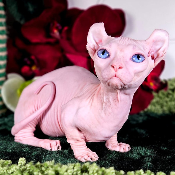 Sphynx kittens Берлин - изображение 1