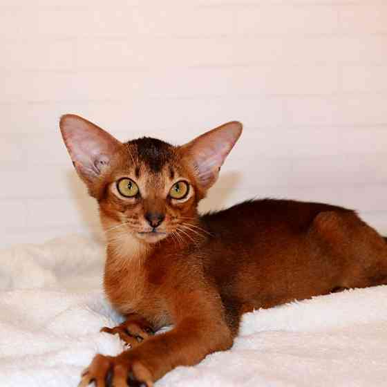 Abyssinian kittens Берлін