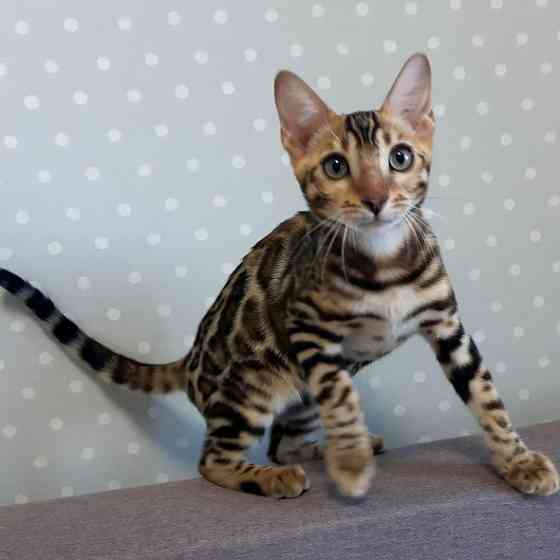 Bengal Kittens Берлін