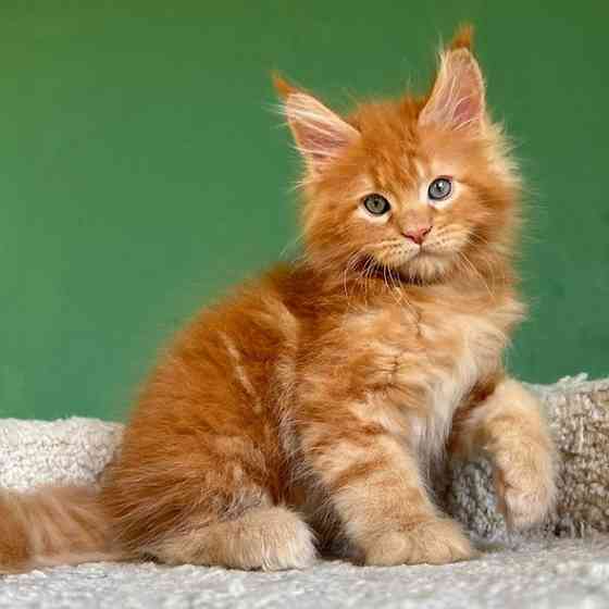 Maine coon kittens Берлін