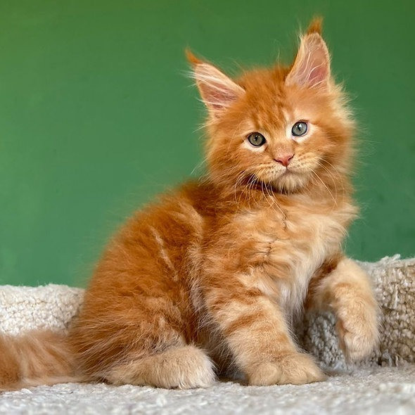 Maine coon kittens Berlin - photo 1