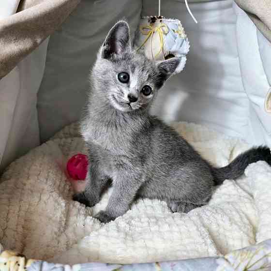 Russian Blue kittens Берлін