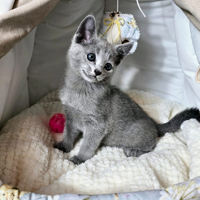 Russian Blue kittens Berlin - photo 1