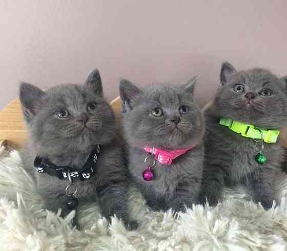 British Shorthair kittens Берлин