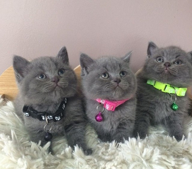 British Shorthair kittens Берлин - изображение 1