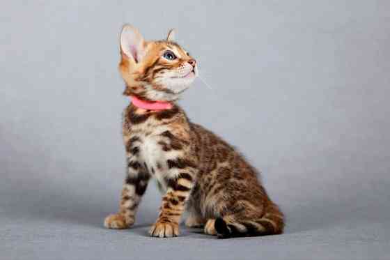 Bengal kittens Берлин