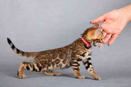 Bengal kittens Берлін