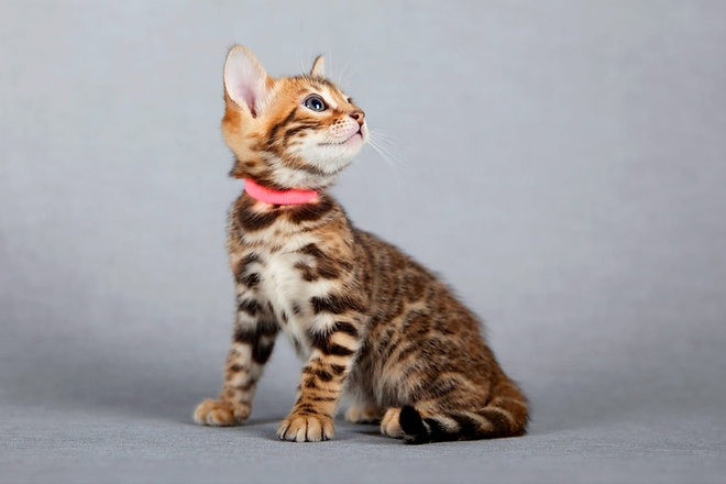 Bengal kittens Berlin - photo 3