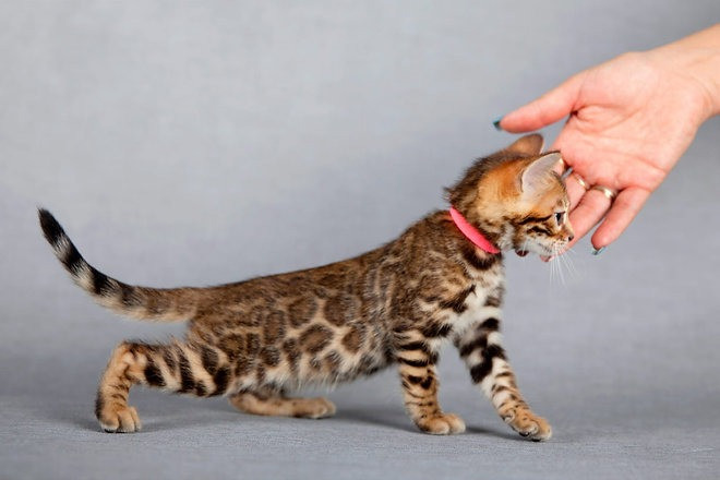 Bengal kittens Berlin - photo 2