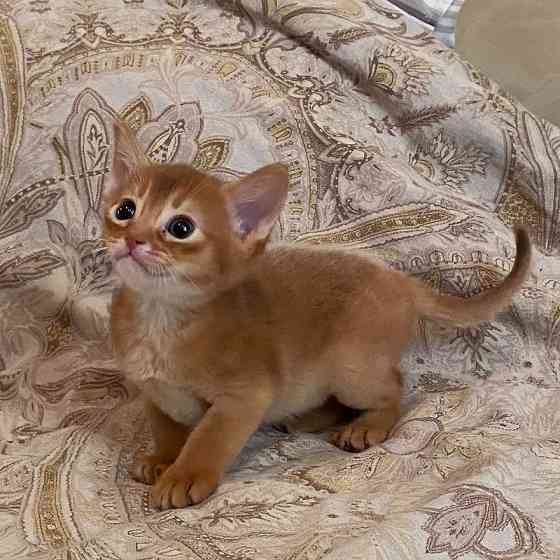 Abyssinian kittens Берлін