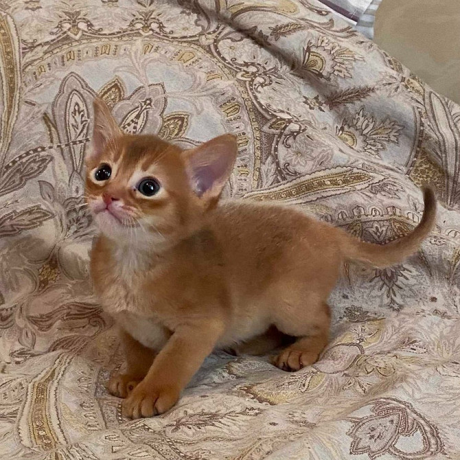 Abyssinian kittens Берлин - изображение 1