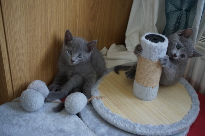 Russian Blue kittens Берлин - изображение 1