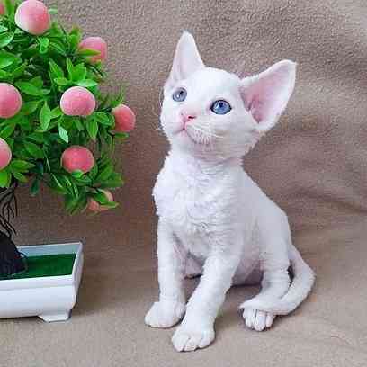 Devon Rex kittens Берлін