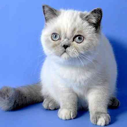 Exotic British Shorthair kittens Berlin