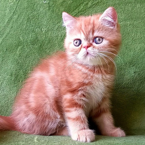 Exotic British Shorthair kittens Берлін - изображение 1