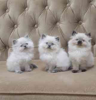 Himalayan Kittens Берлін