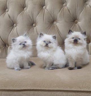 Himalayan Kittens Берлин - изображение 1