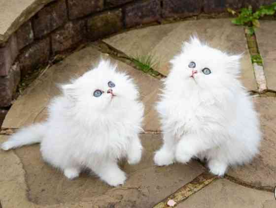 Persian Kittens Berlin