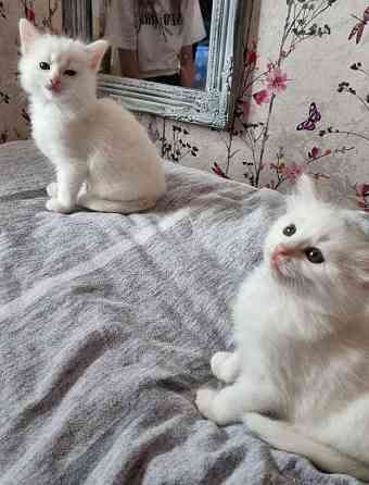 Turkish Angora kittens Берлин