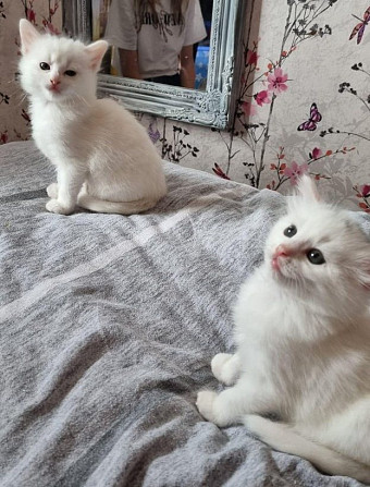 Turkish Angora kittens Berlin - photo 1