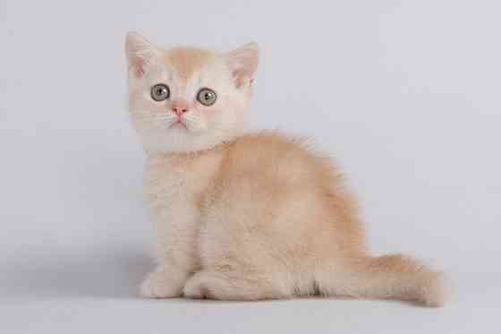 Munchkin kittens Berlin