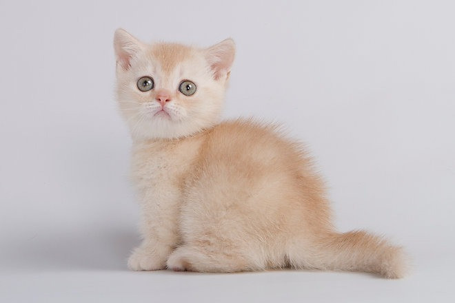 Munchkin kittens Берлін - изображение 1