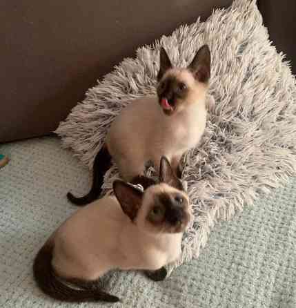 Siamese Kittens Берлін