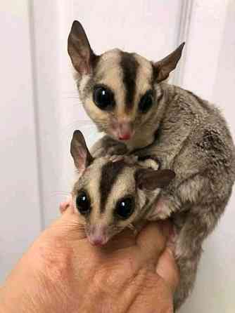 Sugar Gliders Берлин